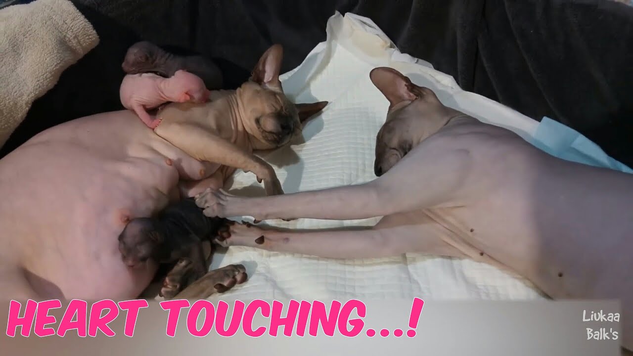 Sphynx Cats MOMMY & DADDY Loves Their Babies Very Much❗
