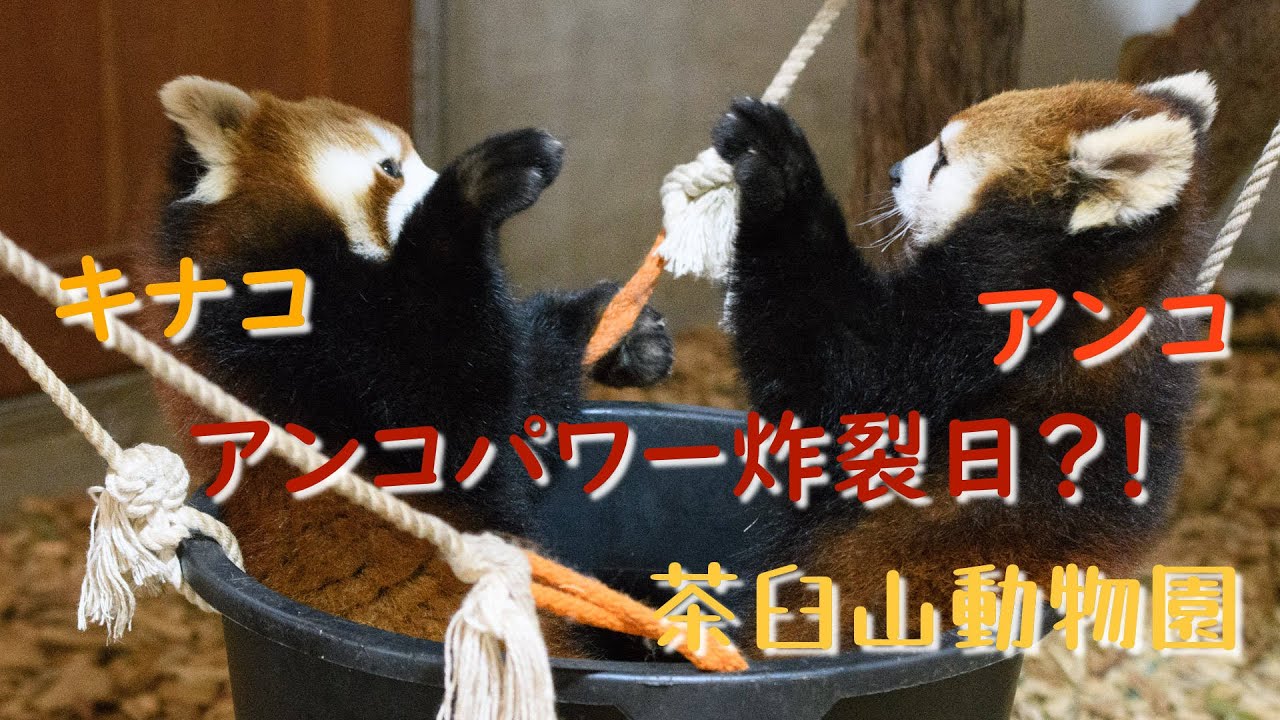22.02 茶臼山動物園 レッサーパンダ アンコ と キナコ アンコパワー炸裂日に大当たり？！キナコも頑張ってましたよ