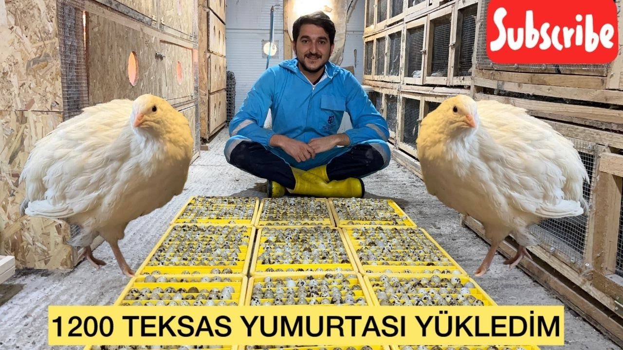 1200 ADET DEV ETLİK TEKSAS YUMURTASINI MAKİNAYA YÜKLEDİM !