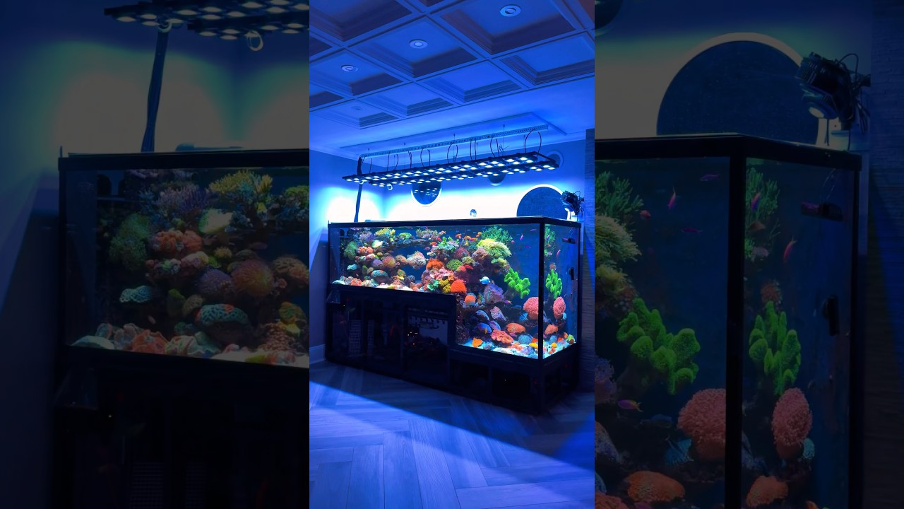 Incredible Drop-Off Saltwater Aquarium Setup 🪸