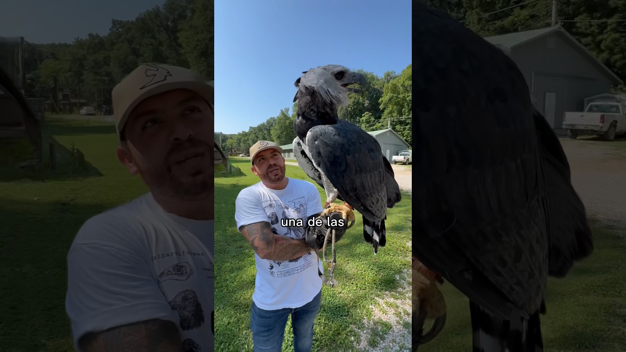Águila Arpía o Harpía 🪶 #harpyeagle #shorts #fypp