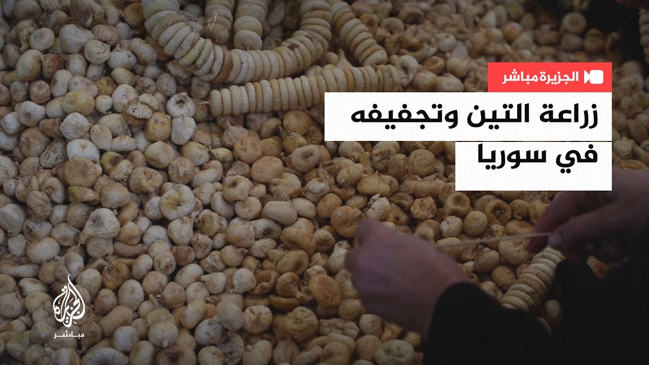شاهد كيف تتم زراعة وإنتاج التين المجفف في مناطق سوريا