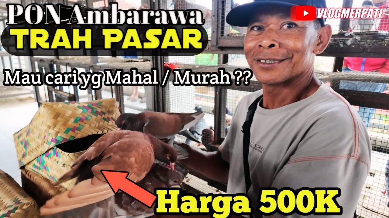 MERPATI 500K BOLEH NEGO ?? | PASAR PON AMBARAWA