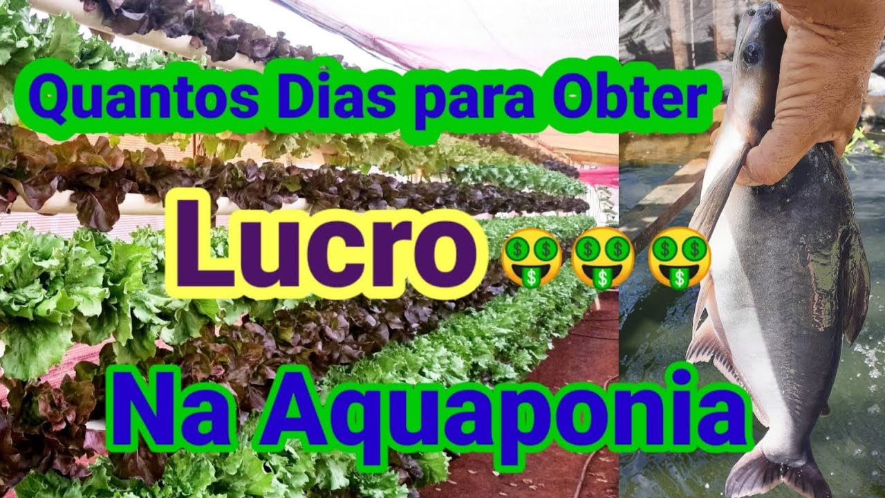 Respondendo seguidores com quantos dias consegue ter lucro! 🤑
