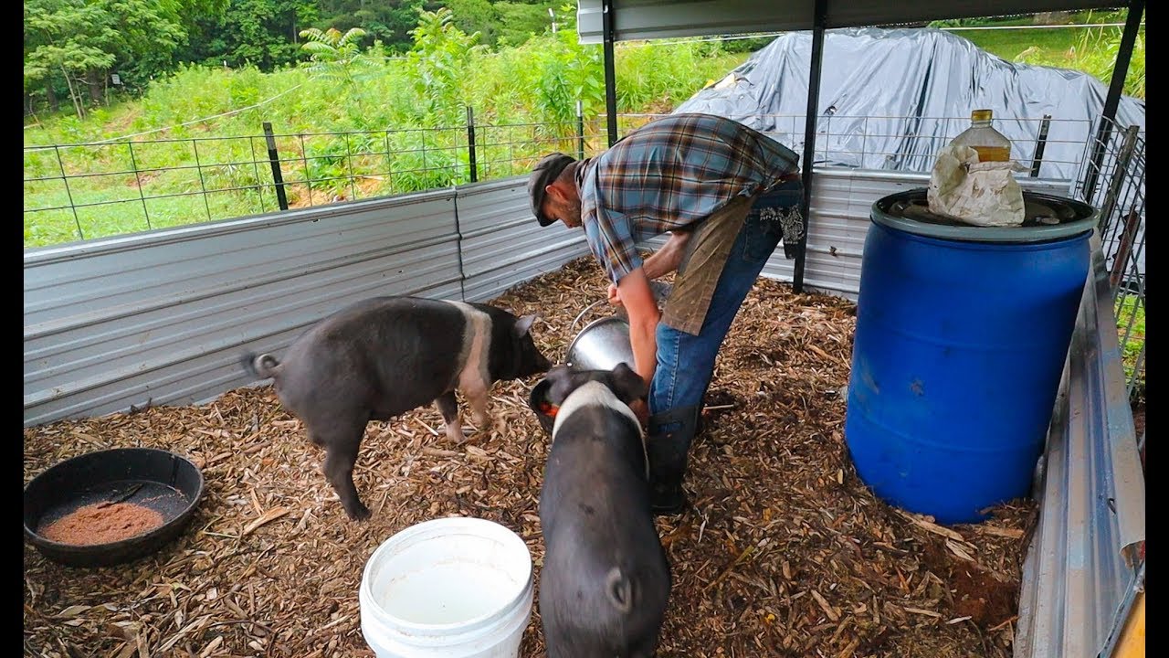 Simple Pin Makes Back Yard PIGS Possible (and pleasurable)