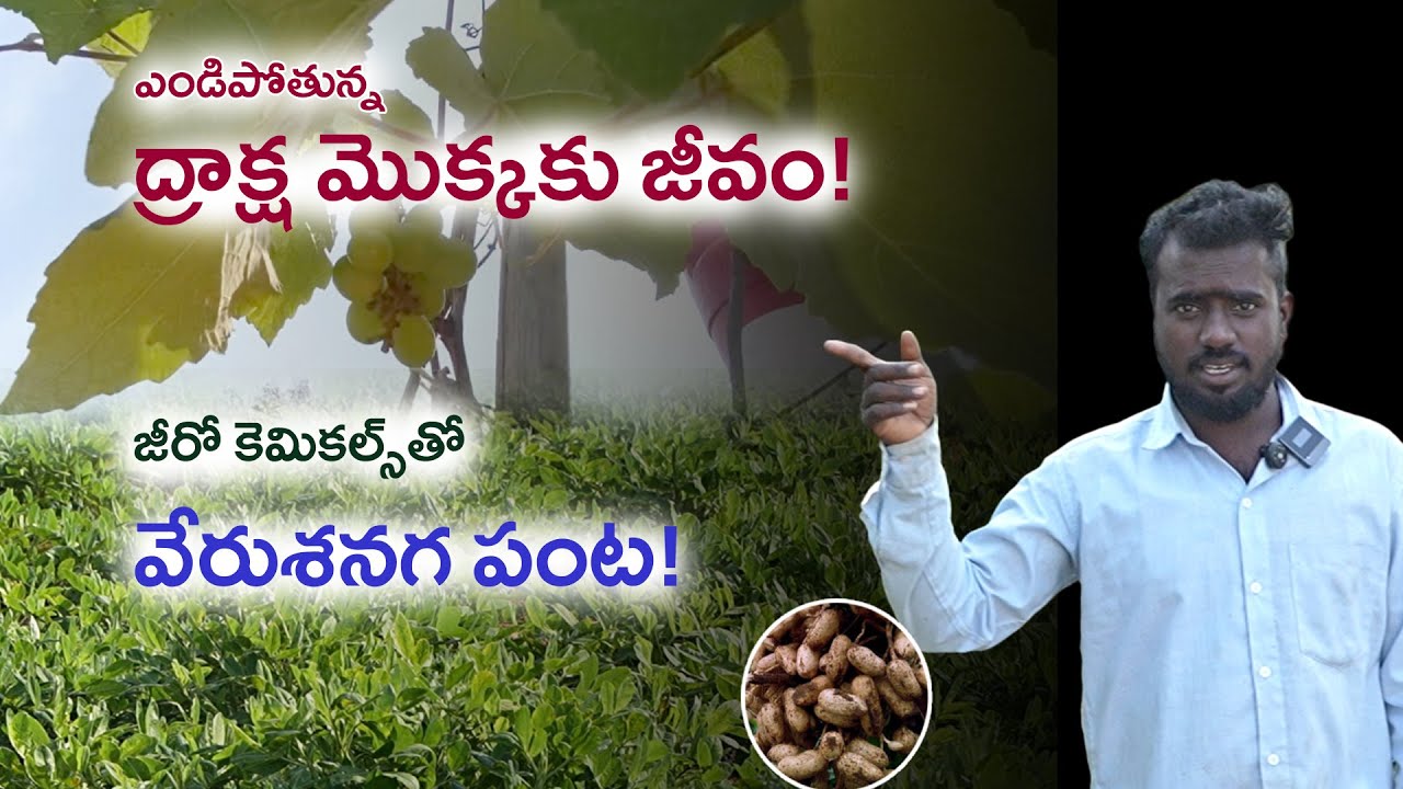 E435| కషాయాలతోనే నాణ్యమైన పంట! |#gramabazaar |#groundnut | 94912 78836, 833 1800 100