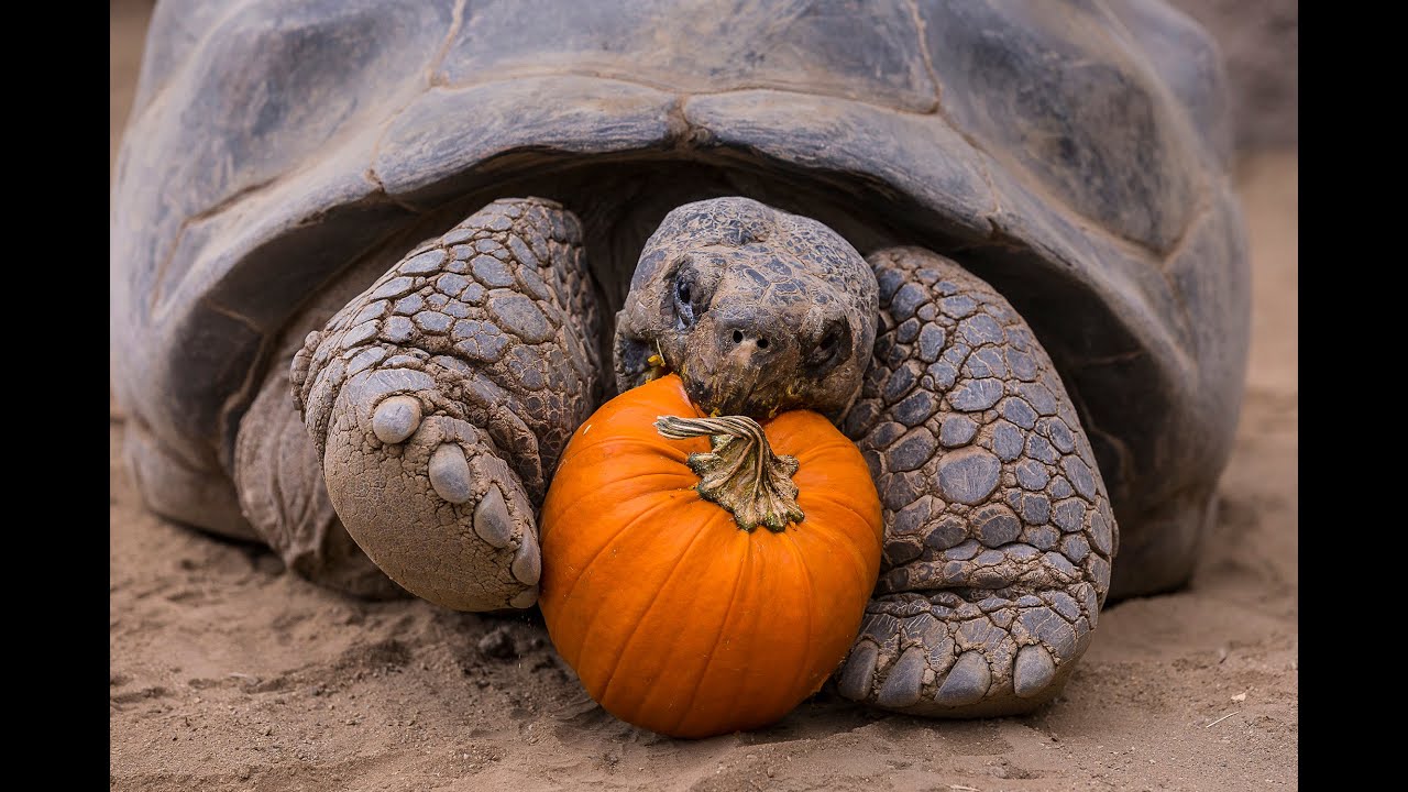 Halloween Party For Galápagos Tortoise Seniors