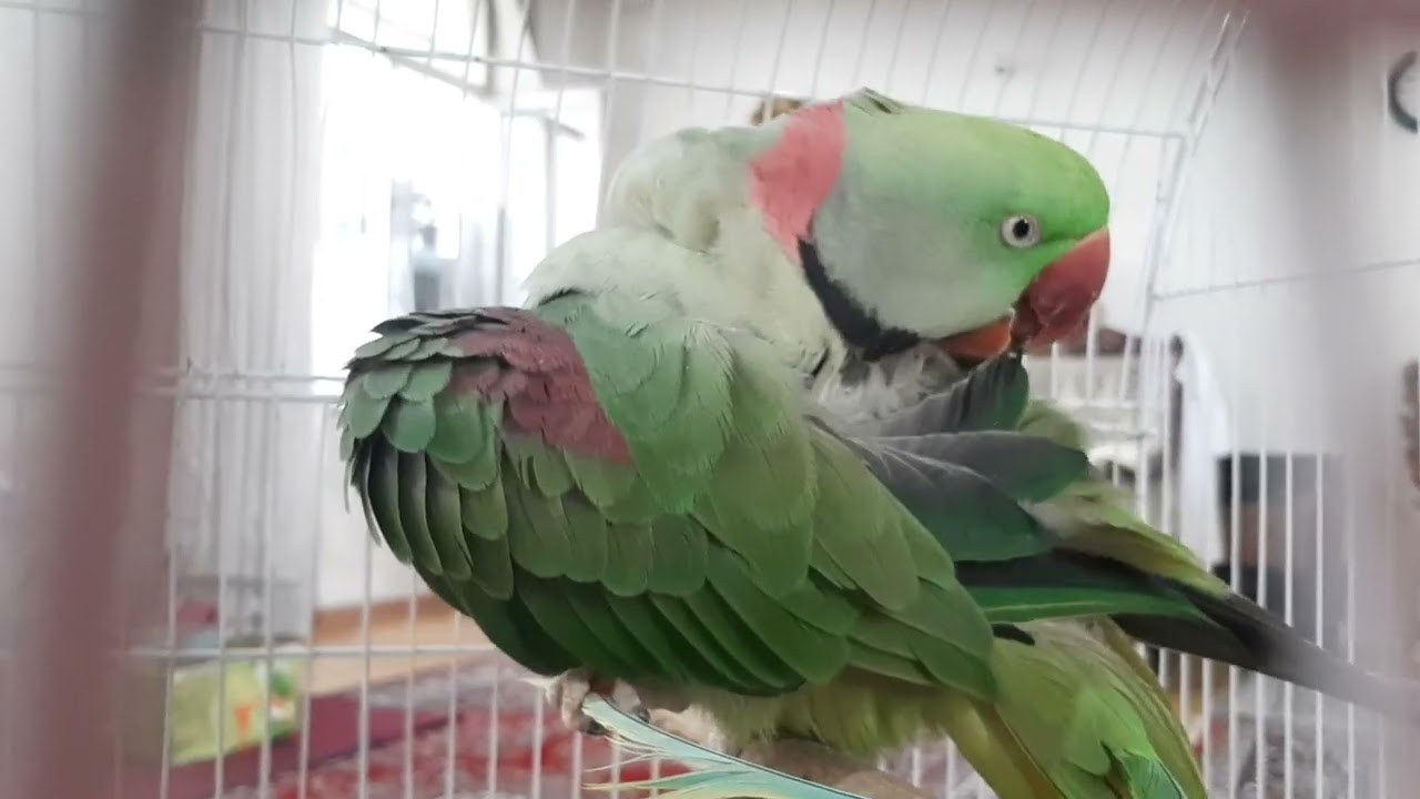clean parrot#nature #greenparrot #parrot