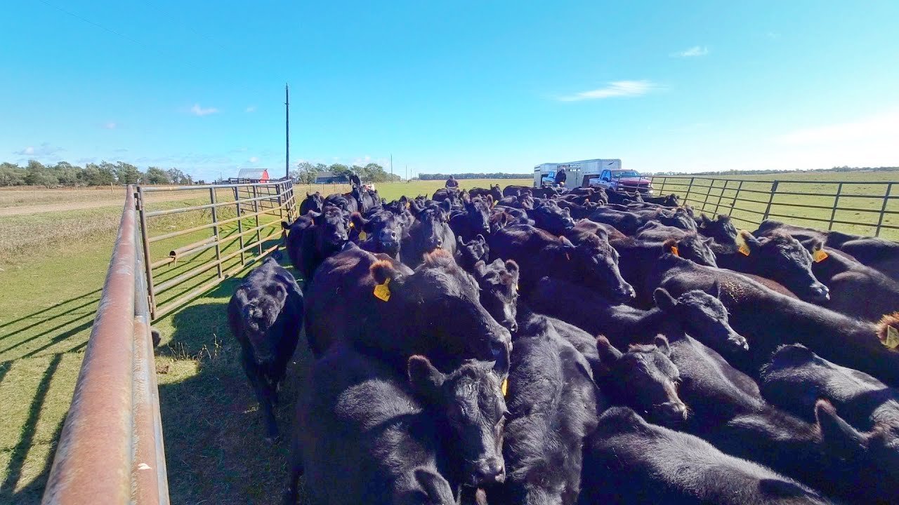 Bringing the Calves Home