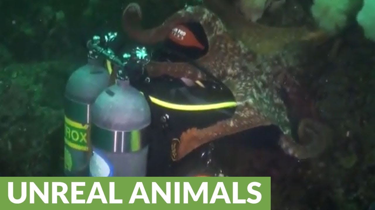 Giant Pacific Octopus totally engulfs scuba diver