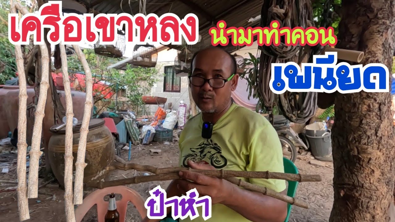 เครือเขาหลง…นำมาทำคอนเพนียดนกเขาใหญ่