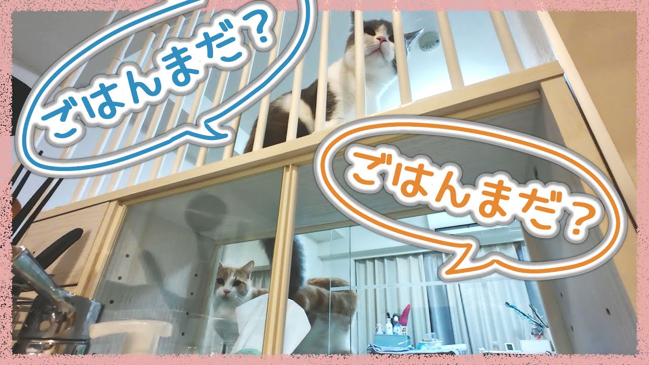ごはん準備中そわそわしている猫たち