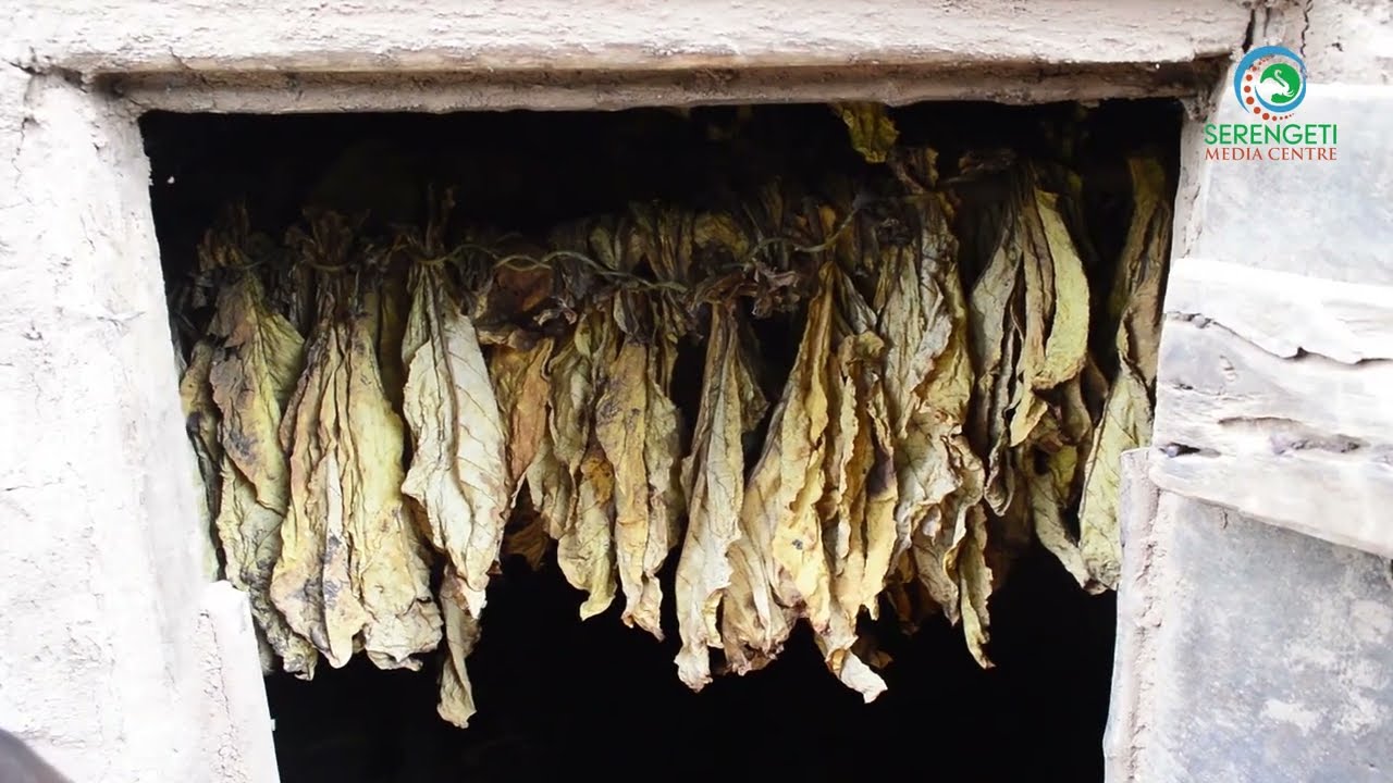 Alliance One na Obamco Tobacco Watangaza Neema Kwa Wakulima wa Tumbaku Msimu Huu