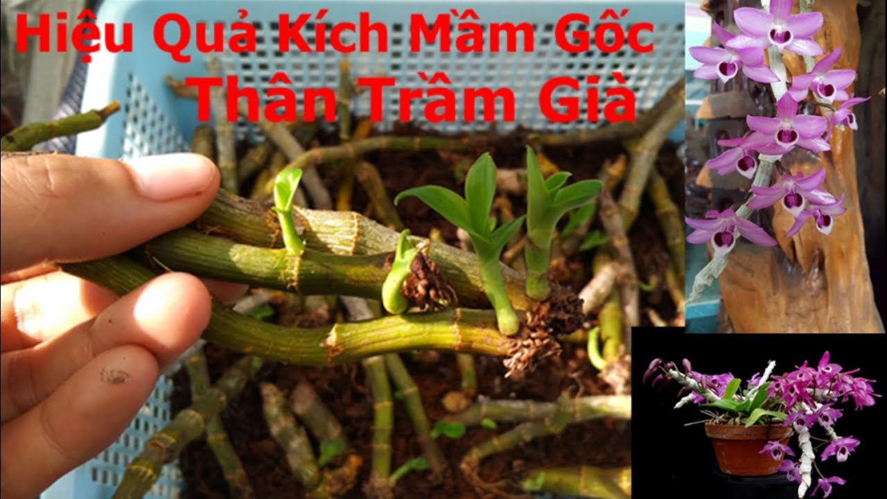 Hiệu quả của kích mầm gốc thân trầm già