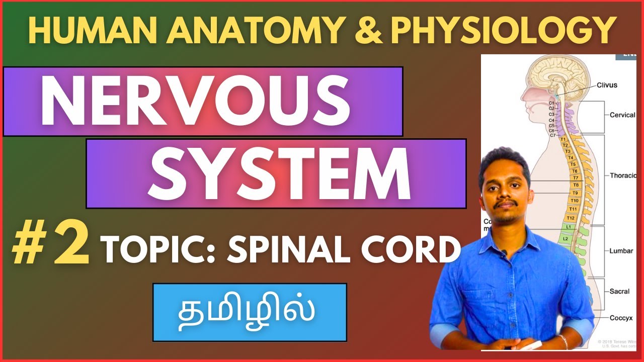 Nervous System Part-2 | Spinal Cord Anatomy and Physiology