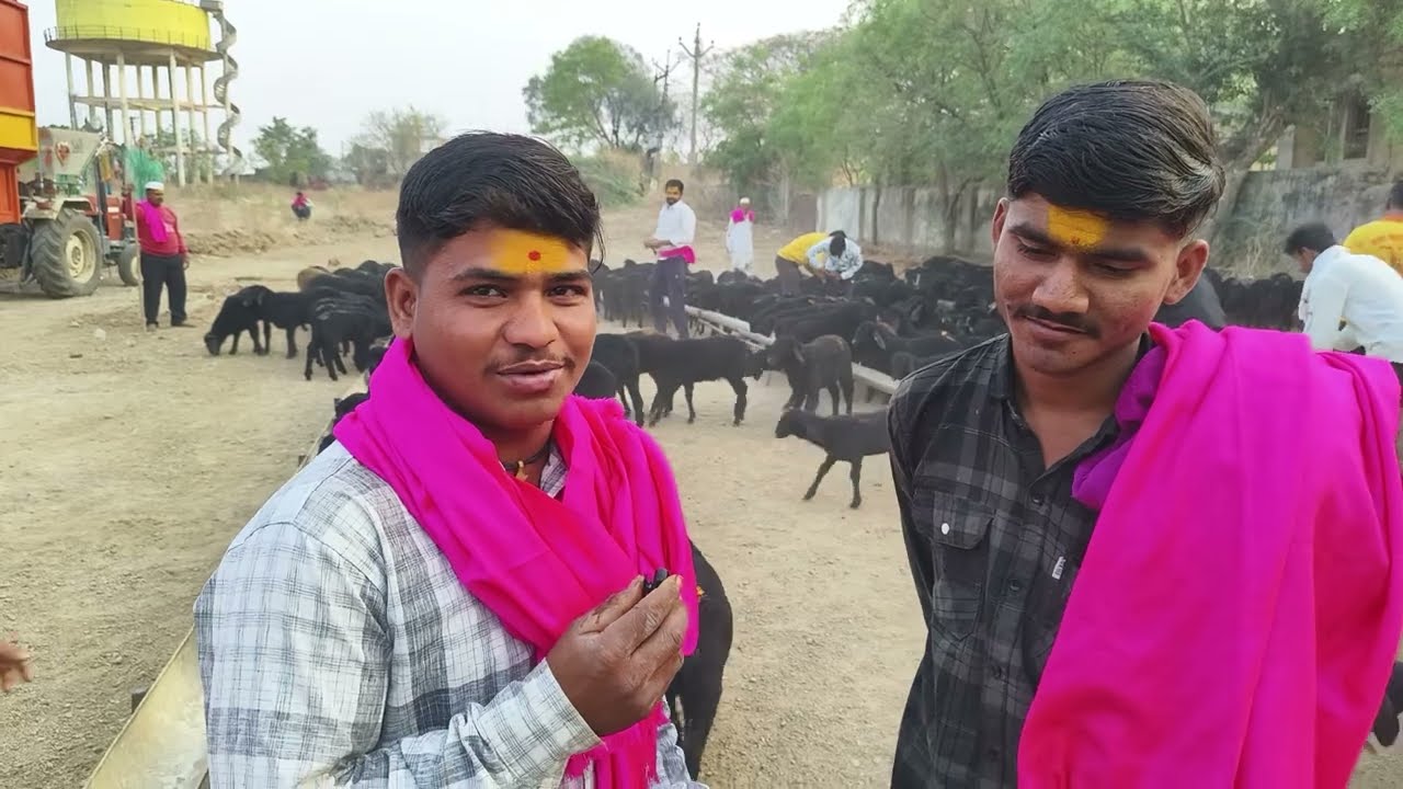 बाळू मामा पालखी क्रमांक 15 मध्ये सेव्हे करी!! लहान लसणे औषध पाहत असताना !! भूम परांडा येथे Live 