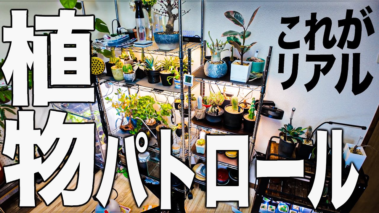 これが植物部屋のリアル！植物パトロール開始！