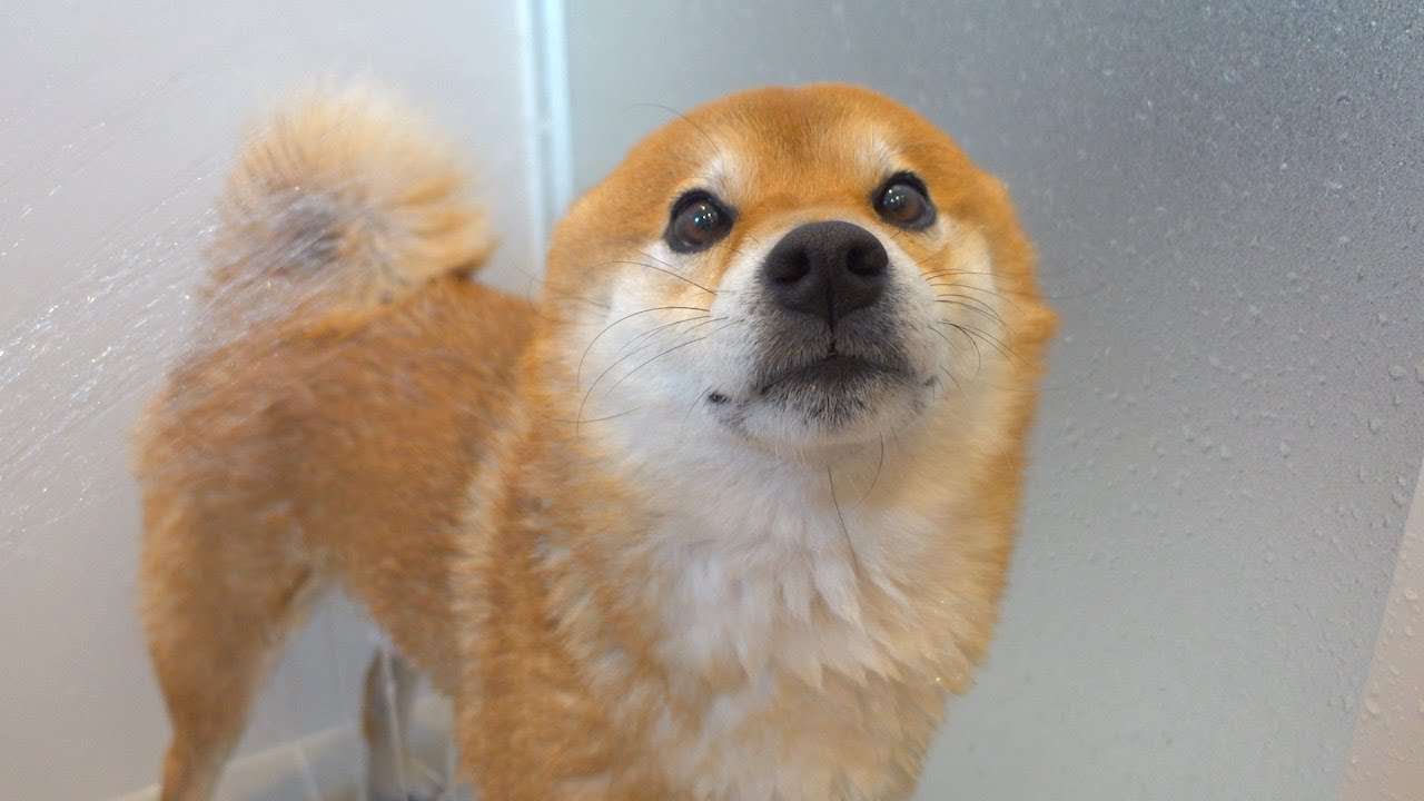 Шиба-ину, жалующаяся на собачьем языке во время душа, в чем я не силен, была слишком милой.