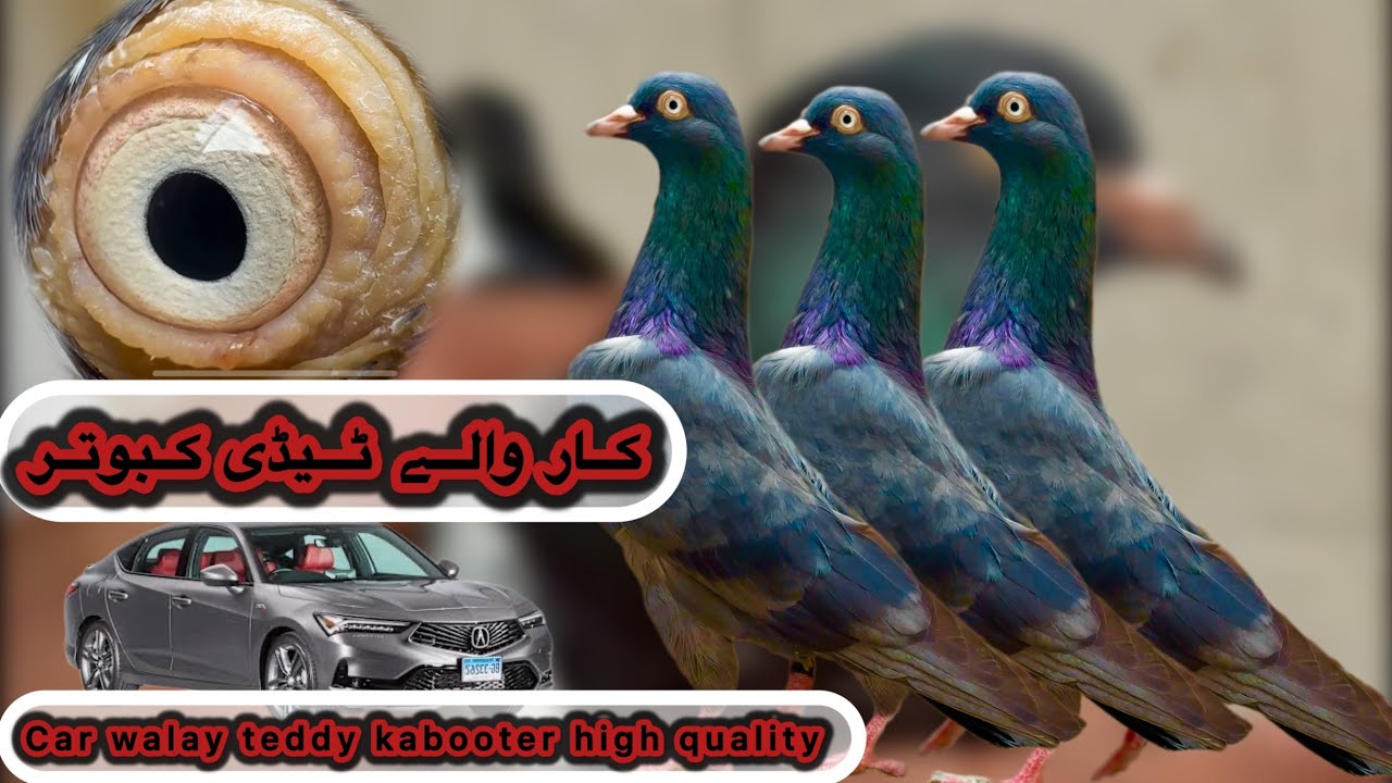 Car walay teddy kabooter 💯% resulted + imam din kmangher kabooter + golden jodon wala shauk