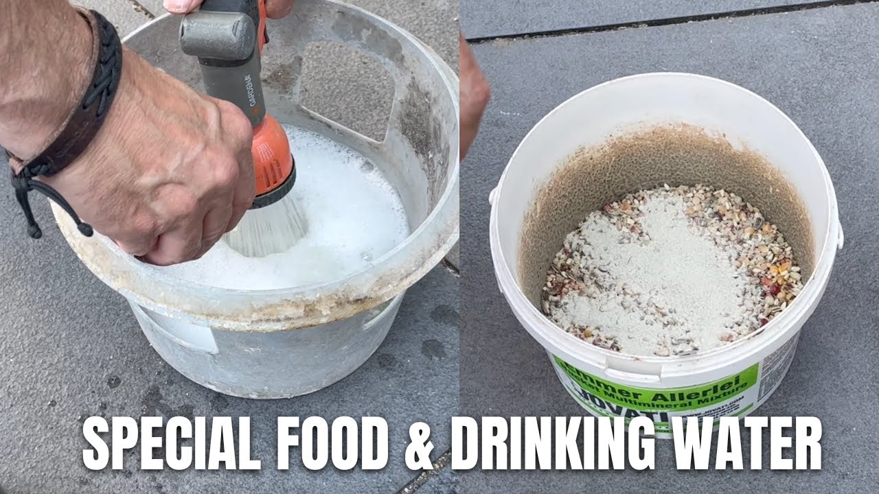 Making Special Food And Drinking Water For My Racing Pigeons (TIPS & TRICKS)