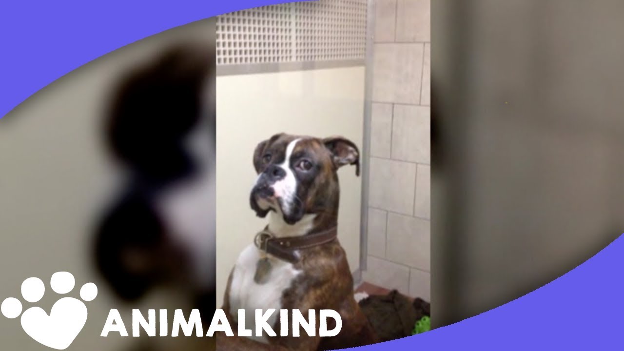Dog gives owner the most amazing side eye