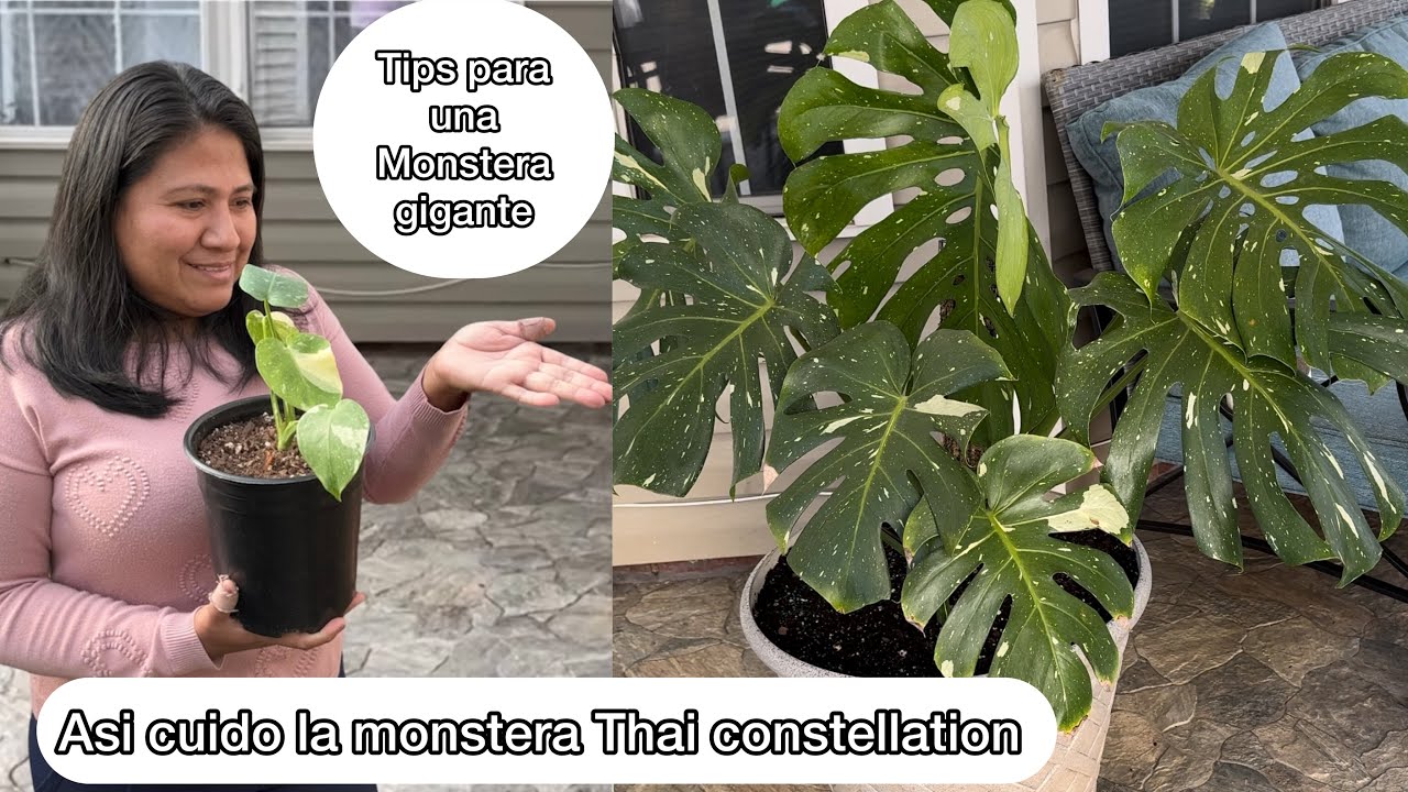 TIPS PARA MONSTERA THAI GIGANTE Y Facil cuidado
