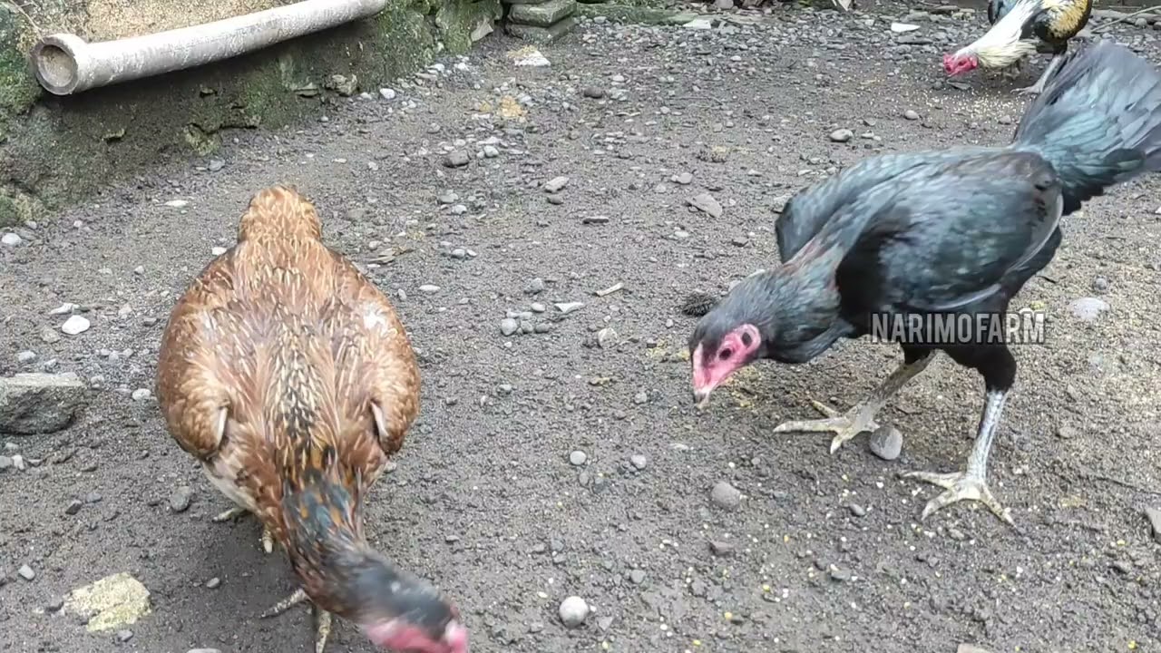 Kelebihan Kandang Ayam Alas Tanah.