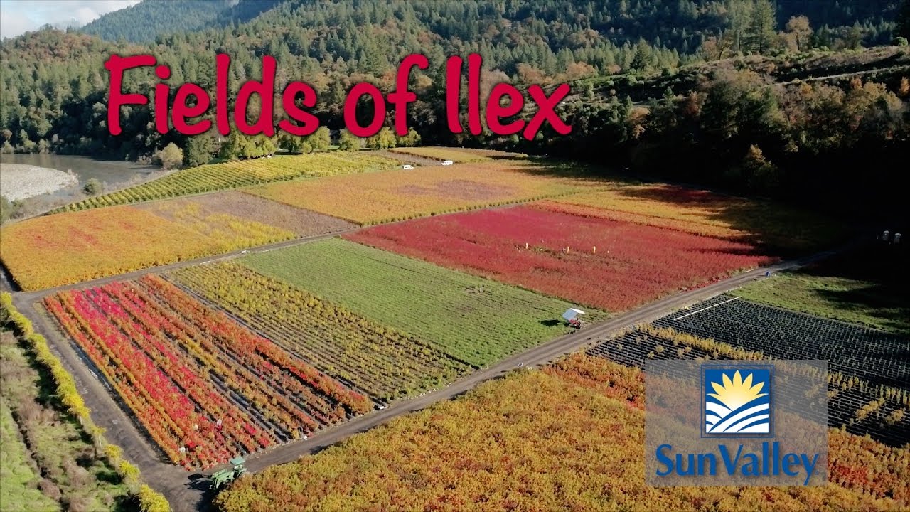 Fields of Ilex Verticillata - Aerial Views