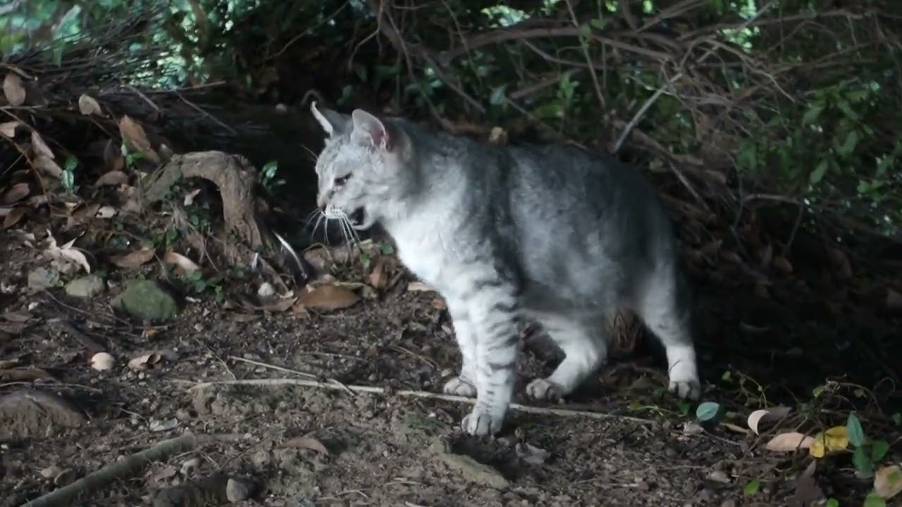 【Cat Video】 meowmeow Happy #cat  #cats  #cute