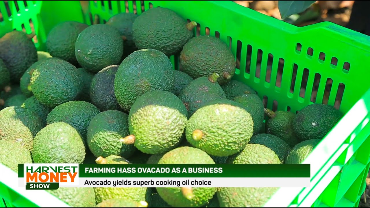 Developing the Avocado Value Chain in Uganda through Community Mobilisation and Training
