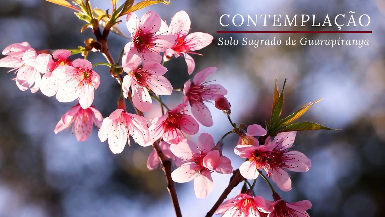 Contemplação | Solo Sagrado de Guarapiranga I