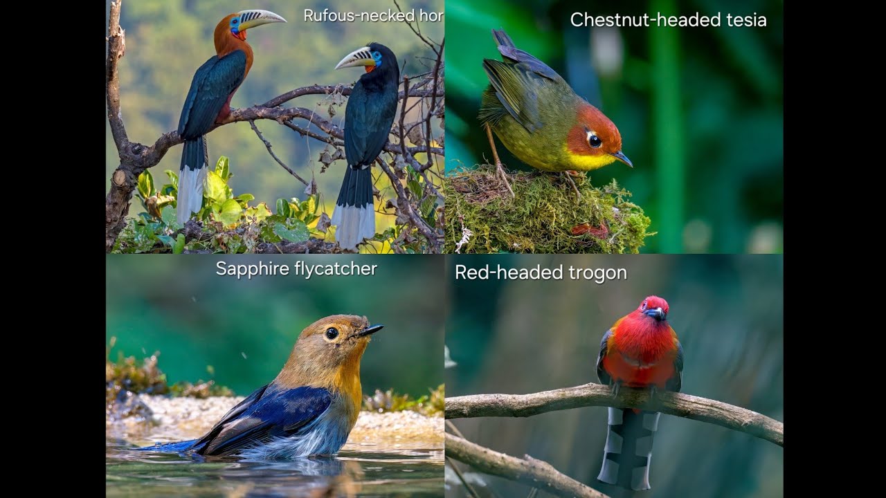 North Bengal Birding # 5 
