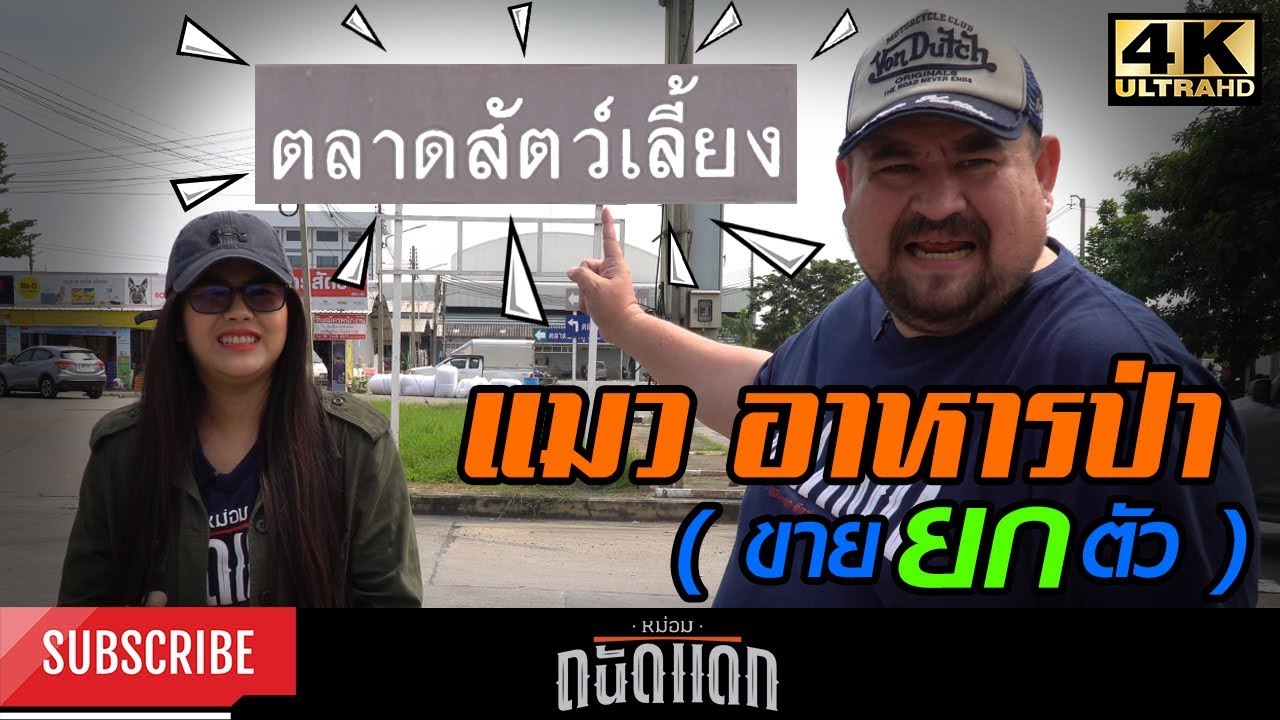 แมวอาหารป่า (ขายยกตัว)