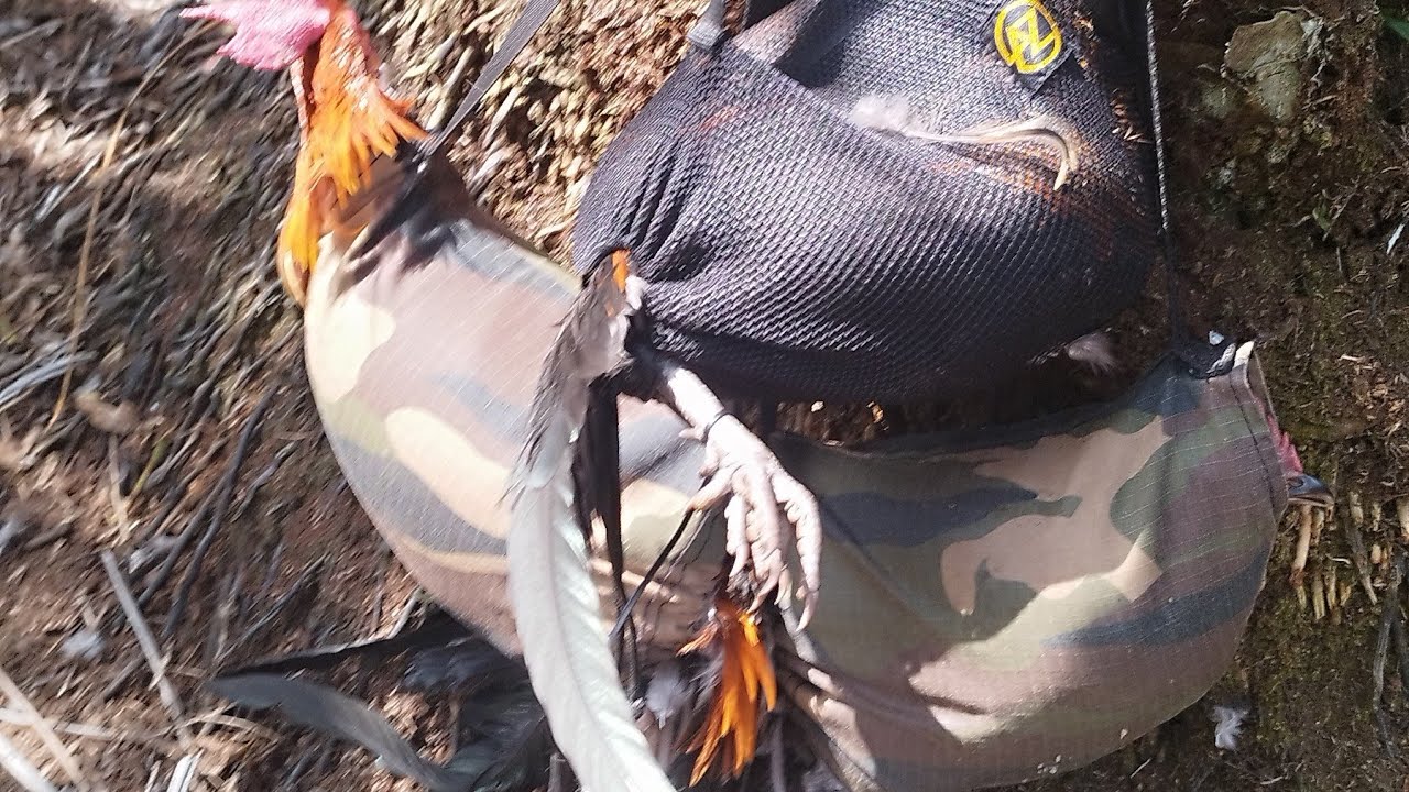 Ayam Hutan Pikat Betina F1 #85