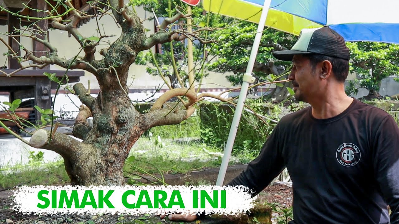 Tips ampuh Dalam Mengkonsep Percabangan dan Ranting oleh Andik Bonsai