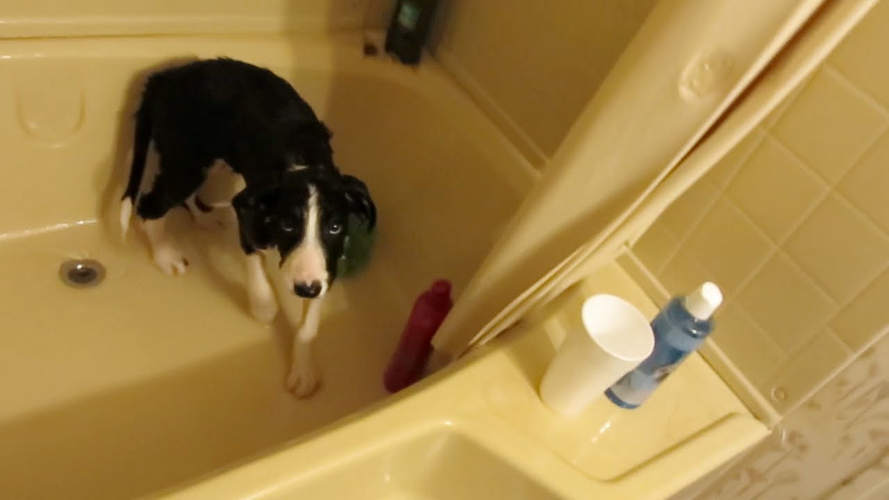 Bath time w/ Bandit the border collie!