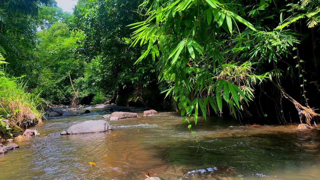Peaceful Bamboo Forest River 🌿 Flowing Water & Bird Sounds for Deep Relaxation