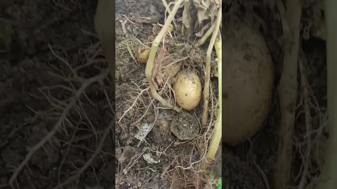 potato harvesting 