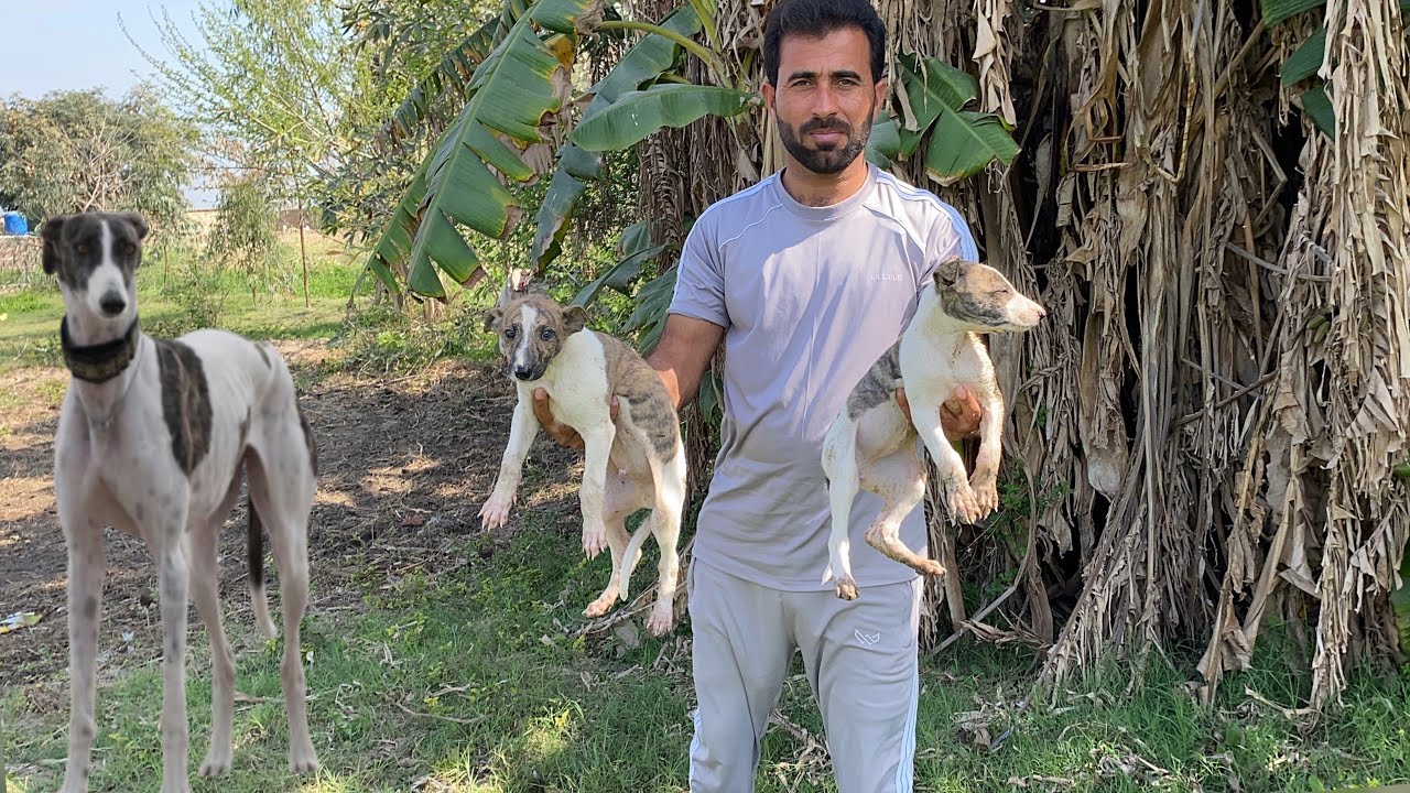 Greyhound Puppies ktne Bare ho gy 😊 Racer Dog in Pakistan 🐕 Pets Lover in Punjab 