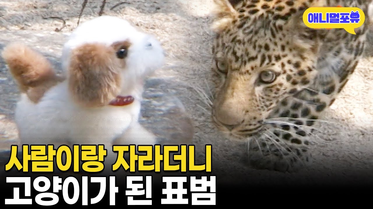 야옹..? 맹수 표범을 사람이 키웠더니 벌어진 일 I KBS 주주클럽 080803 방송