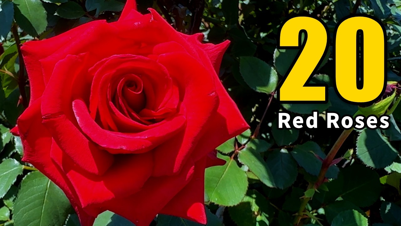 20 Beautiful Red Roses 🌹 | 情熱の赤バラ20選（Rose Varieties）