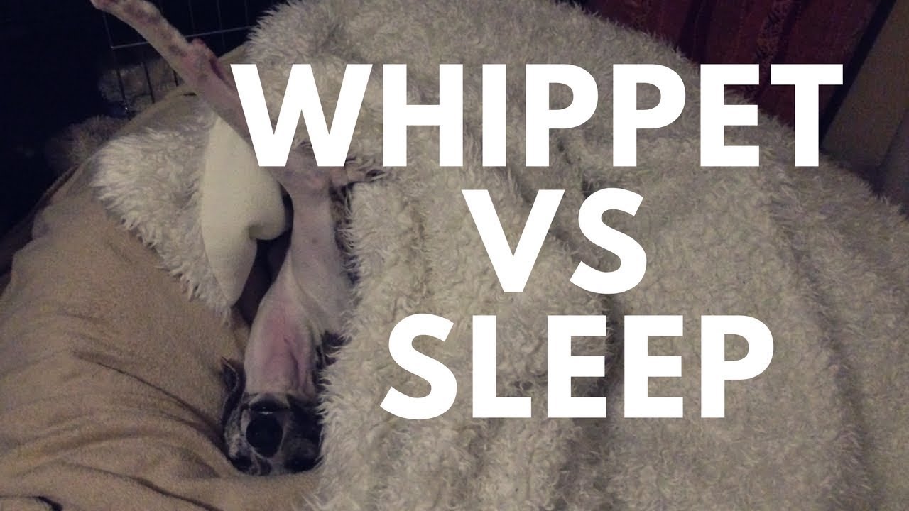 Whippet VS Sleep