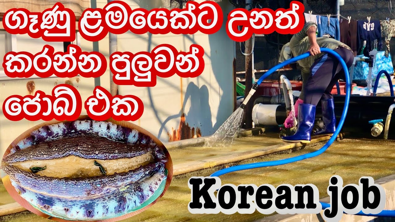 බෙල්ලො ෆාම් එකෙ වැඩ අමාරුද? ලේසිද? කියලා දැනගන්න Korean job divara rakiya South Korea