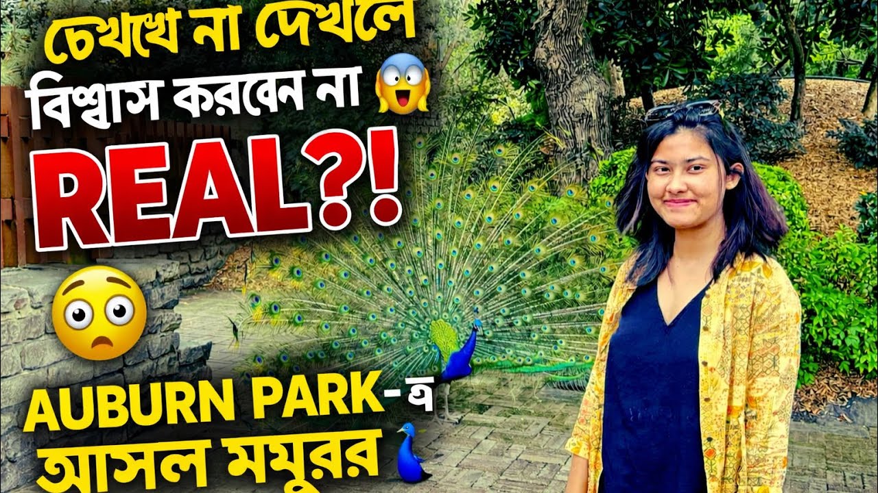 চোখে না দেখলে বিশ্বাস করবেন না 😱 Auburn Park-এ আসল ময়ূর! 🦚🔥