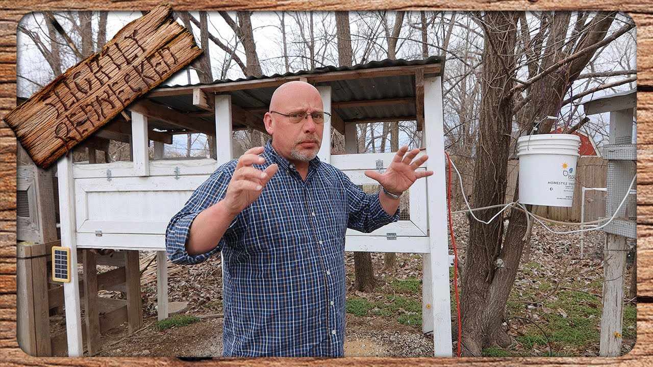 The Quail Roosters Are Crowing But Hens Aren't Laying Eggs