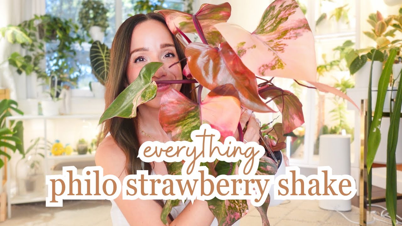 plant of the month 🌿 philodendron strawberry shake care + growth update