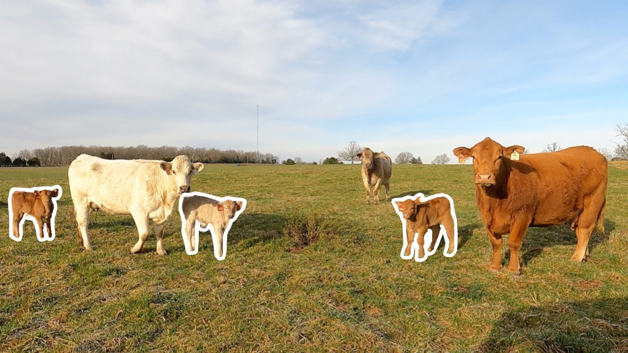 New Calves EVERYWHERE! Spring Calving Update!