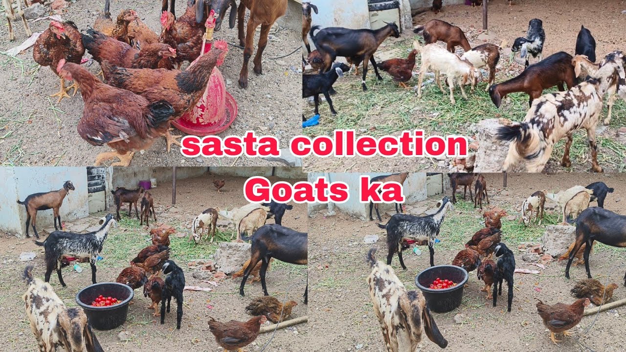 Sasta collection desi breed bakriya hai or giriraja ke murgiya aur murge hai available in Hyderabad 