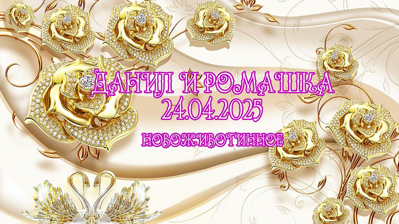 ДАНИЛ И РОМАШКА 24.04.2025 НОВОЖИВОТИННОЕ