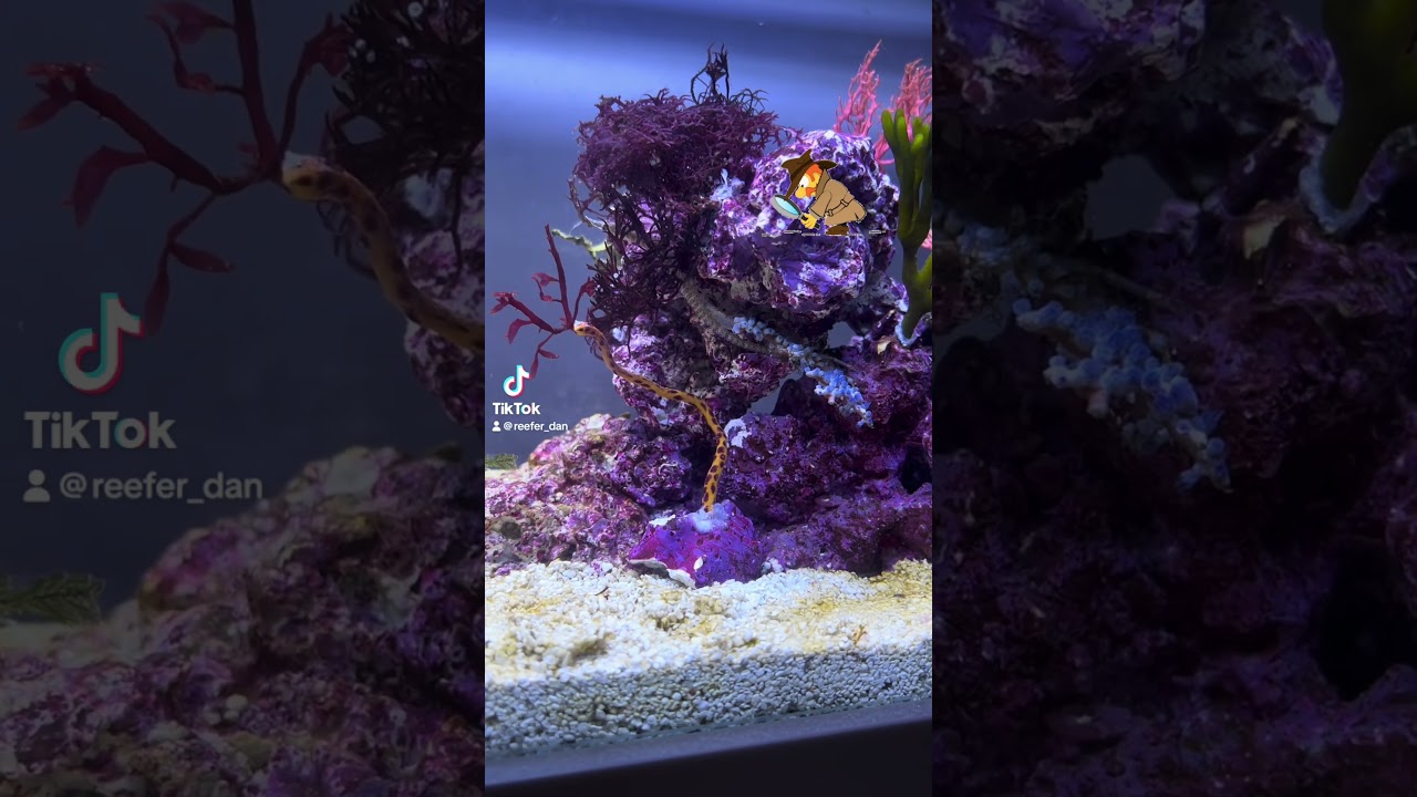 Can you find the pipefish in this pico reef tank?